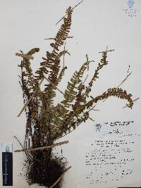 Asplenium monanthes image