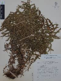 Thelypteris resinifera image