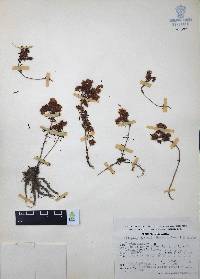 Villadia batesii image