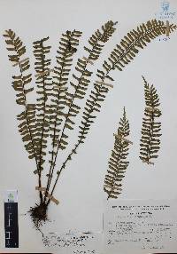 Asplenium monanthes image