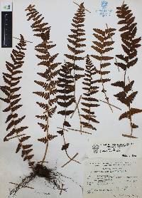 Woodsia mollis image