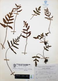 Pleopeltis thyssanolepis image