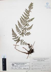 Dryopteris cinnamomea image