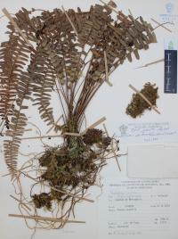 Nephrolepis pectinata image