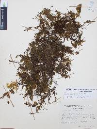 Trichomanes reptans image