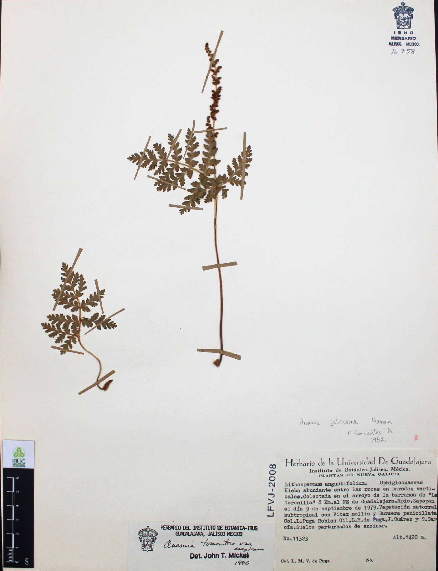 Anemia tomentosa image