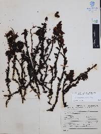 Hypopitys monotropa image