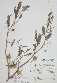 Physalis acutifolia image