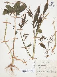 Physalis acutifolia image