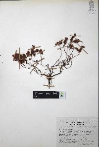 Villadia batesii image