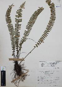 Asplenium monanthes image