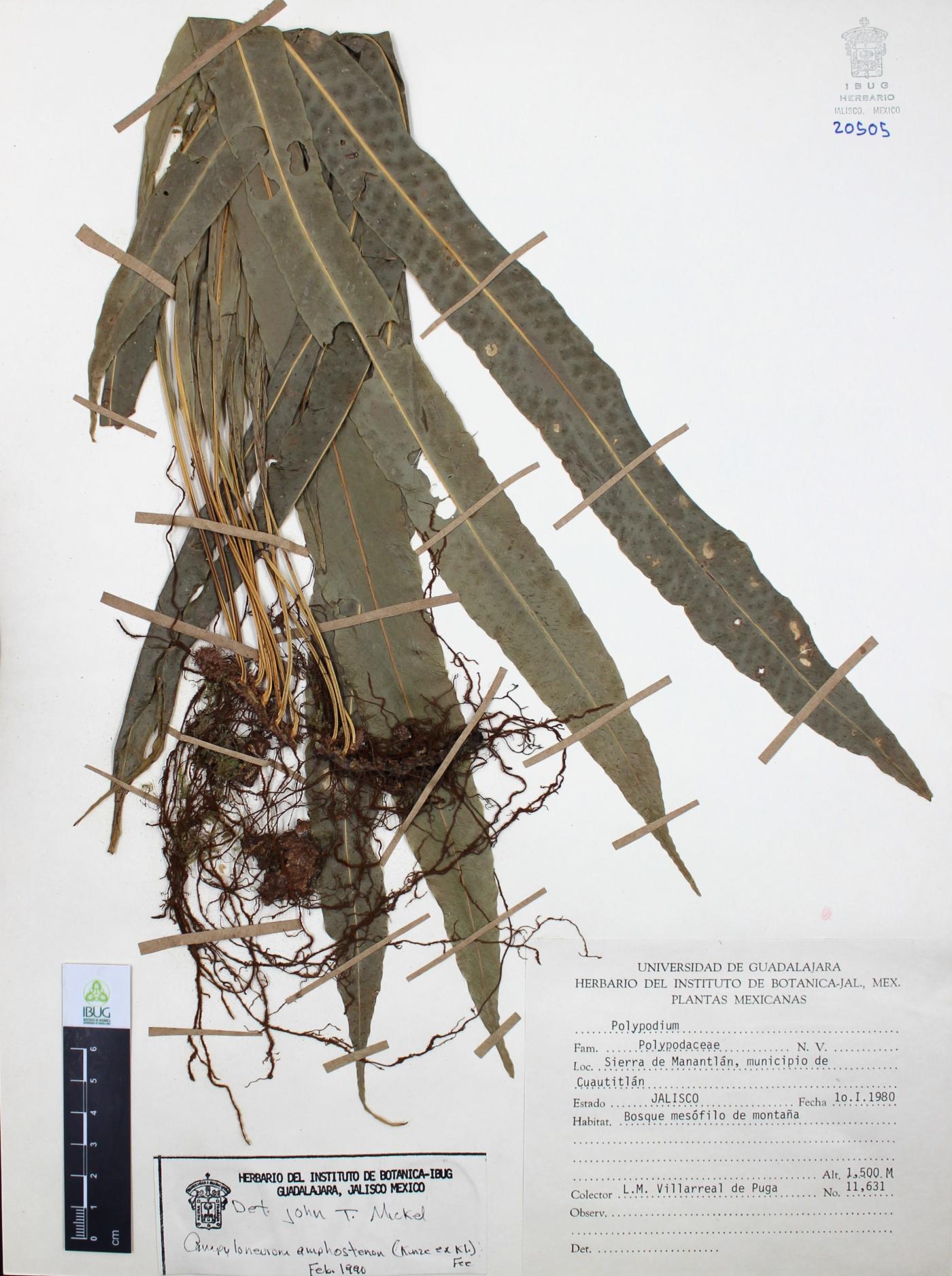 Campyloneurum amphostenon image