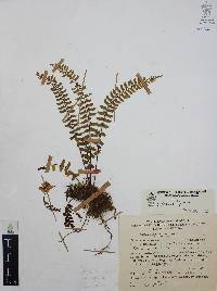 Asplenium monanthes image