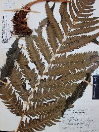 Woodwardia spinulosa image