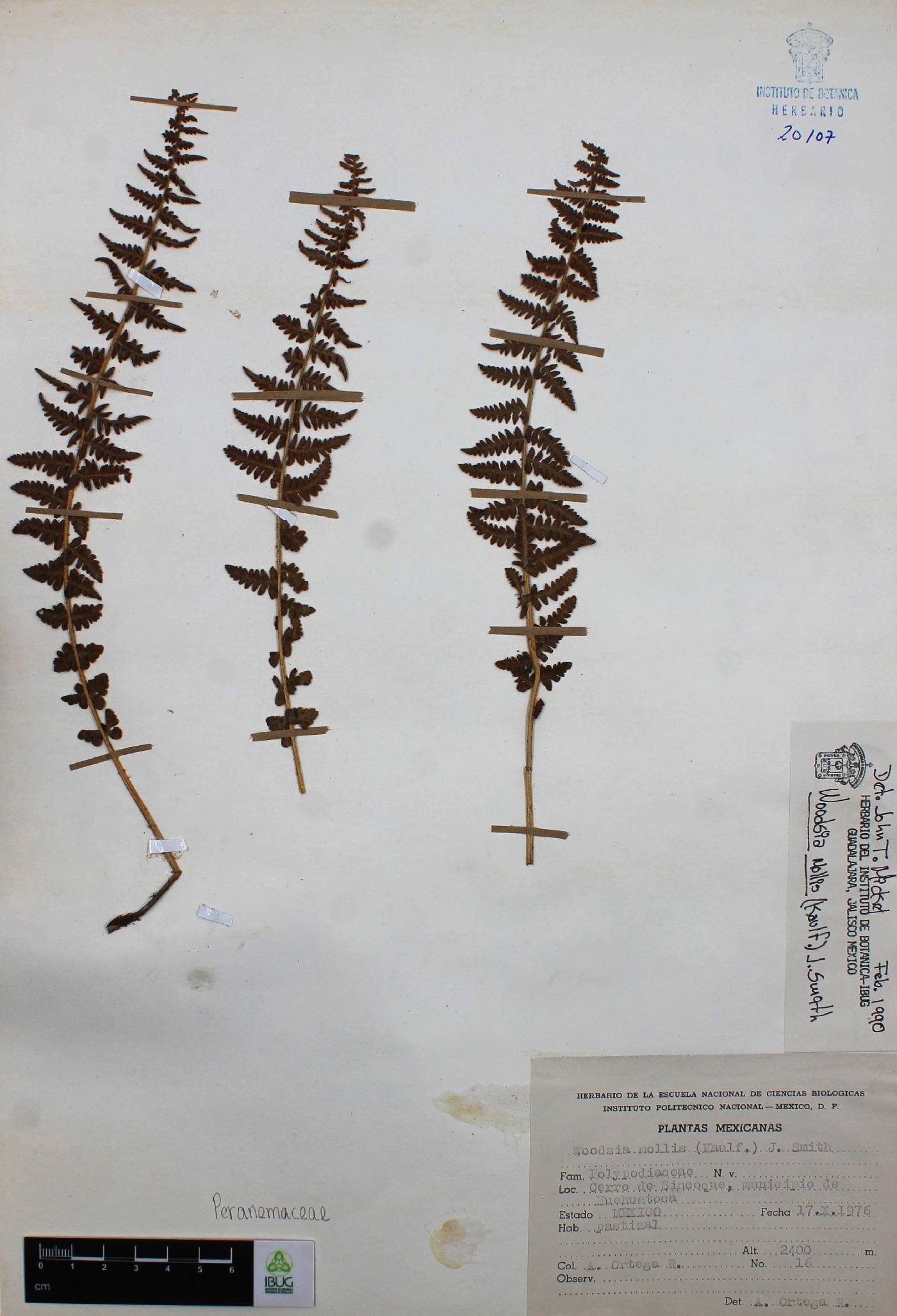 Woodsia mollis image