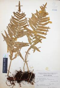 Polypodium subpetiolatum image