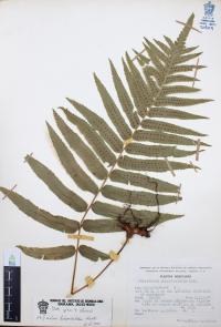 Polypodium subpetiolatum image