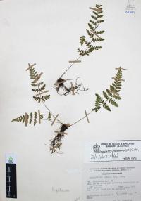 Dryopteris cinnamomea image