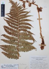 Dryopteris pseudo-filix-mas image
