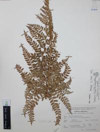 Polystichum aculeatum image