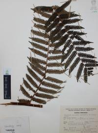 Nephelea mexicana image