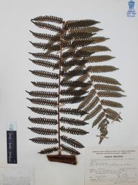 Nephelea mexicana image