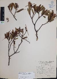 Comarostaphylis polifolia image