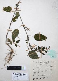 Hypoestes sanguinolenta image