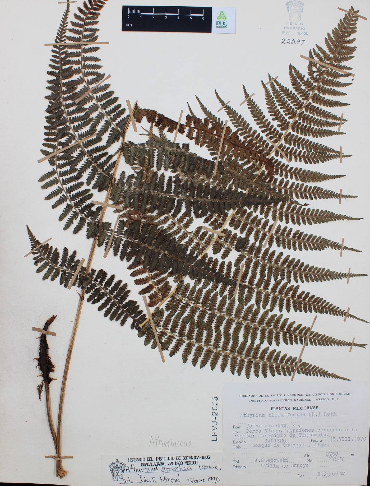Athyrium arcuatum image
