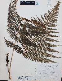 Athyrium arcuatum image