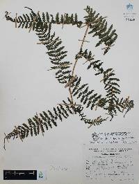 Athyrium arcuatum image