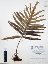 Phlebodium areolatum image