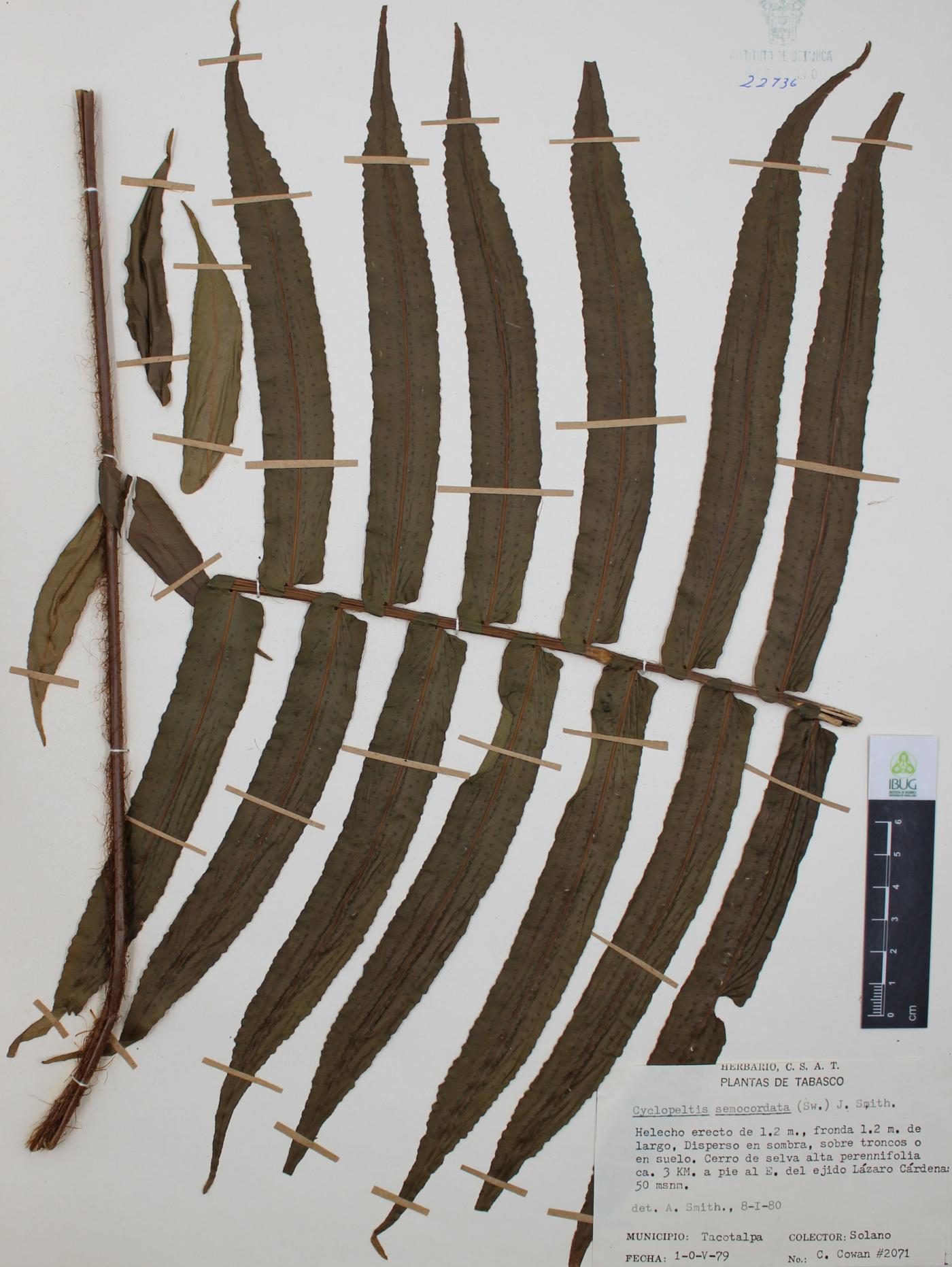 Cyclopeltis semicordata image