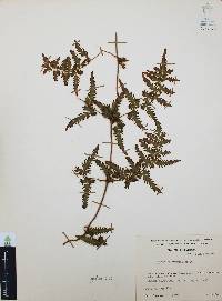 Lygodium venustum image