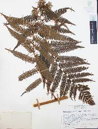 Sphaeropteris myosuroides image