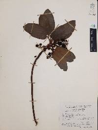 Arbutus xalapensis image