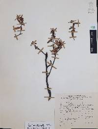 Vaccinium stenophyllum image