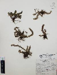 Asplenium castaneum image