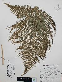 Athyrium arcuatum image