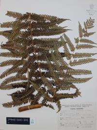 Nephelea mexicana image
