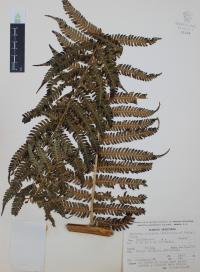 Nephelea mexicana image