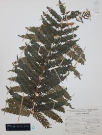 Nephelea mexicana image