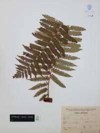 Nephelea mexicana image