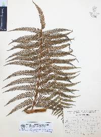 Lophosoria quadripinnata image