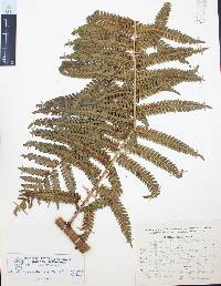 Cyathea divergens var. tuerckheimii image