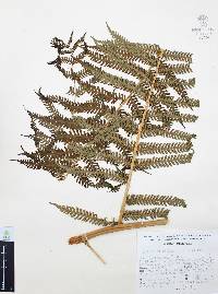 Cyathea fulva image