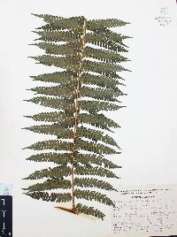 Cyathea fulva image