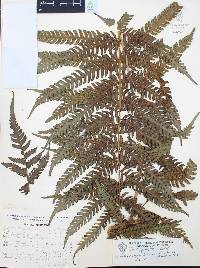 Cyathea divergens var. tuerckheimii image