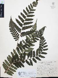Cyathea schiedeana image