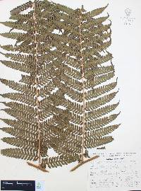 Trichipteris schiedeana image